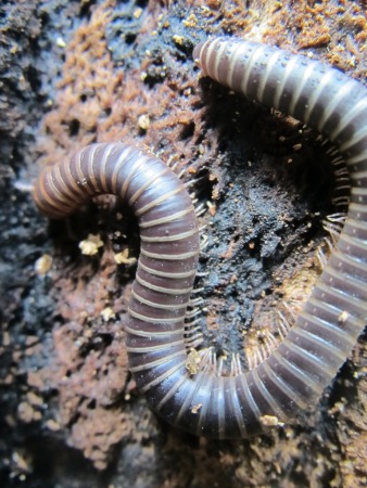 Ground dwelling inverts, like this millipede in Waitomo, are integral to healthy forest decomposition 